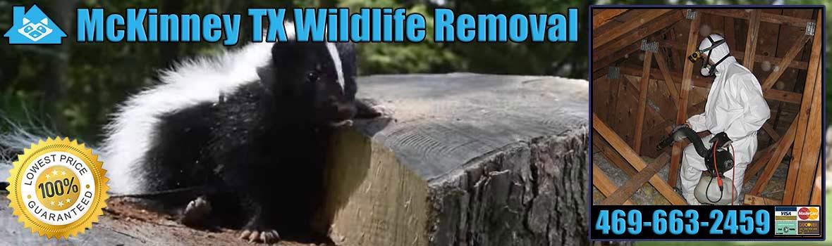 McKinney Wildlife and Animal Removal